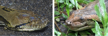 anaconda vs reticulated python who would win