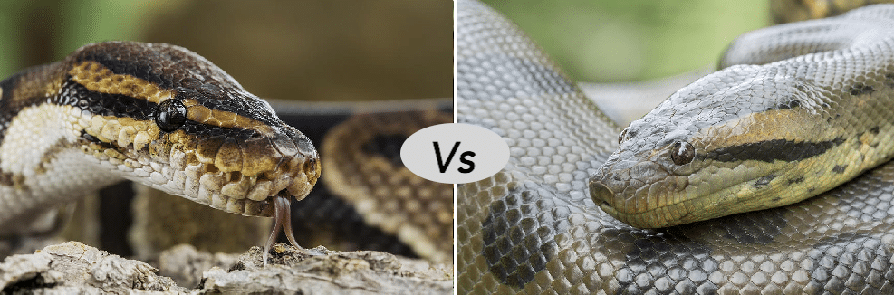 green anaconda vs reticulated python fight