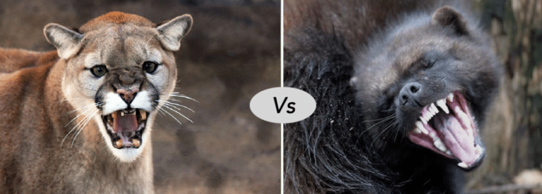 Wolverine Vs Cougar( Mountain Lion) fight Comparison- who will win?