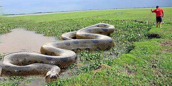 Reticulated Python Vs Green Anaconda Fight Comparison Who Will Win