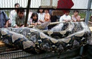 Reticulated Python Vs Green Anaconda Fight comparison- who will win?