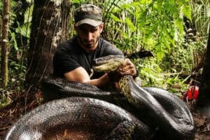 anaconda vs reticulated python who would win