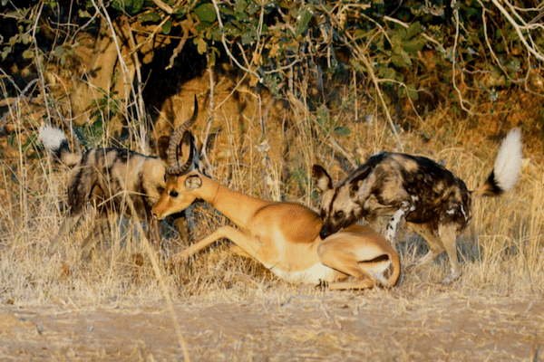 African wild dogs attack