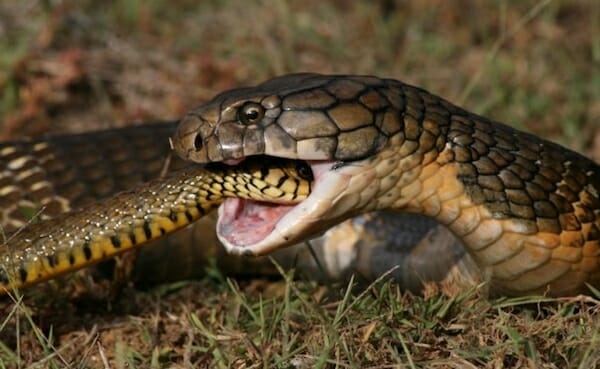 King cobra eating snakes