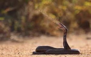 Black Mamba Vs King Cobra Fight- Who Is More Venomous?