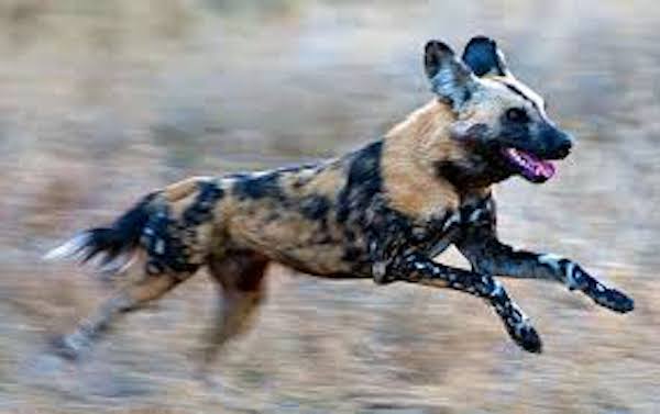 Top African Wild Dogs attack on Impala- Best Videos compilation