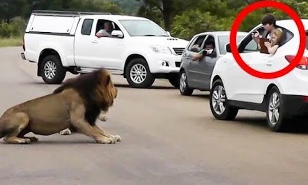What if you encounter a lion?