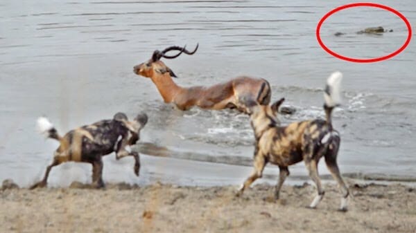 African wild dogs attacking Impala