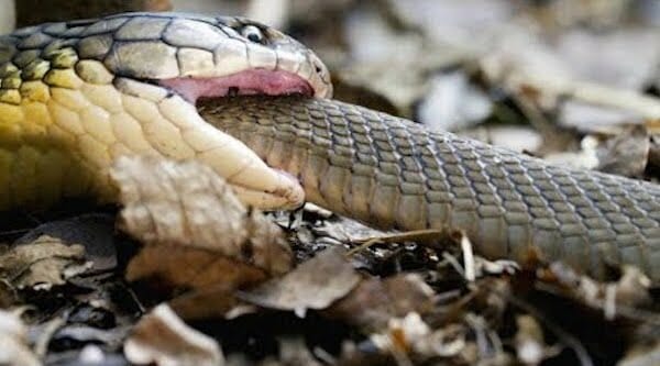 Black Mamba vs King cobra Fight- who is more venomous?