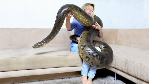 Anaconda as a pet
