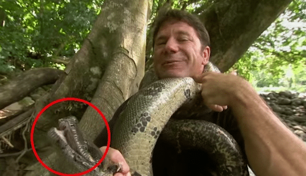 What to do, if an anaconda wraps around you