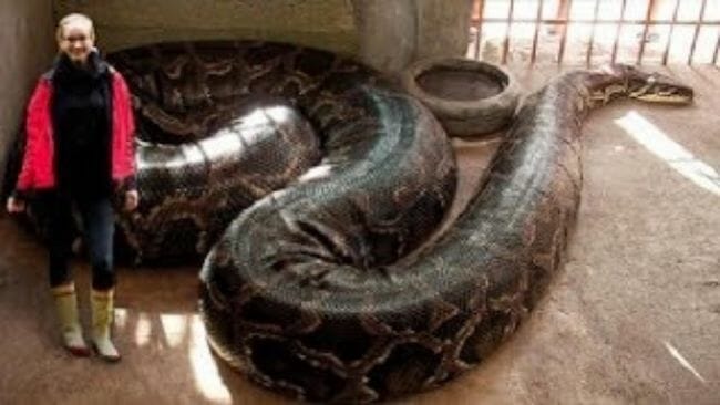 What Is The Largest Size Anaconda Ever Found On The Earth