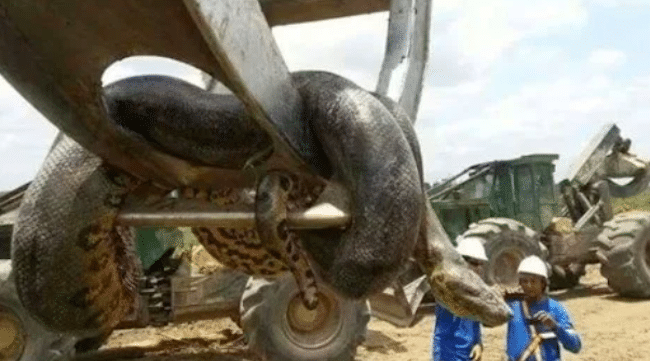 what is the largest anaconda ever found