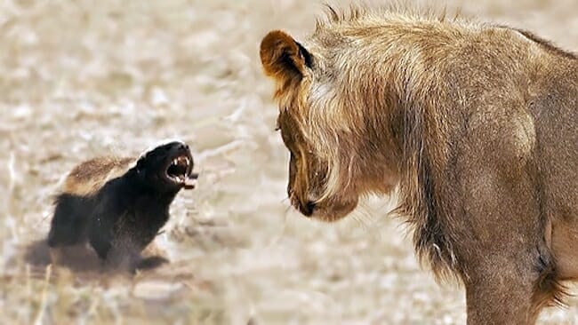 African lion vs Honey badger