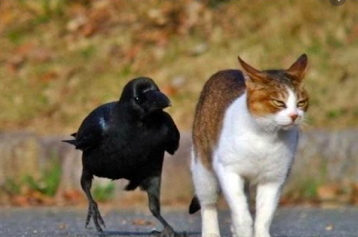 Signifying Crow Instigated an altercation between two Furry Felines