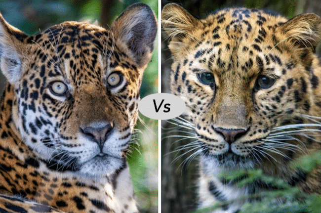 jaguar vs mountain lion