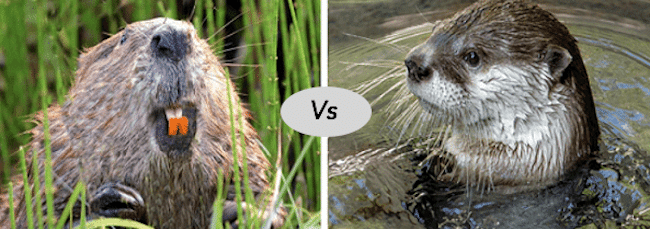Otter vs Beaver vs Muskrat