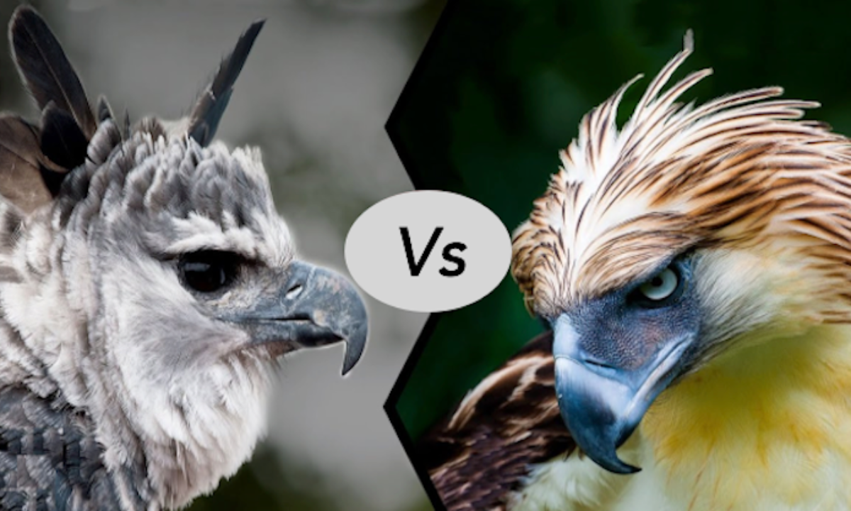 Harpy Eagle Vs Philippine Eagle Fight Comparison Who Will Win Discover Animal