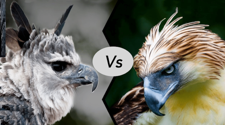 Harpy eagle vs Philippine eagle