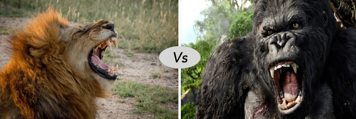 Africa lion vs western gorilla fight