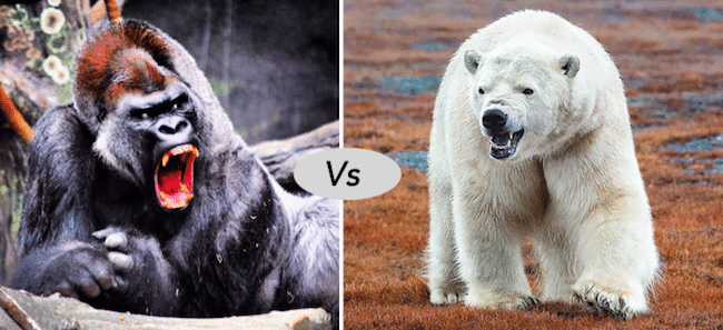 Western gorilla vs Polar bear