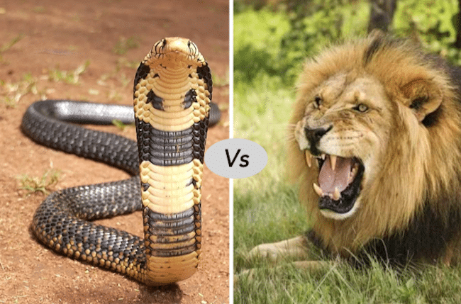 African lion vs snake fight