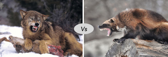 wolverine vs grey wolf fight