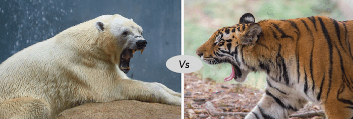 Polar bear vs Siberian tiger fight