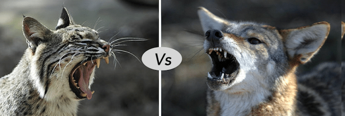 Bobcat vs Coyote fight comparison and difference- who will win?