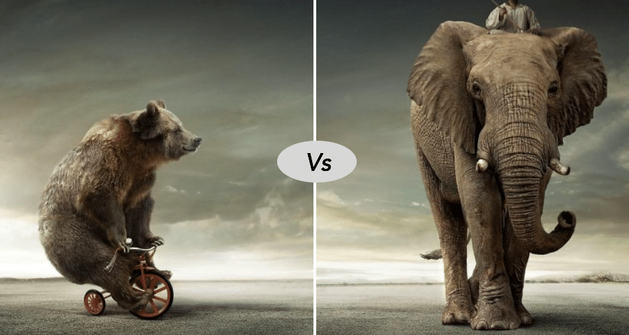 Bear vs elephant fight