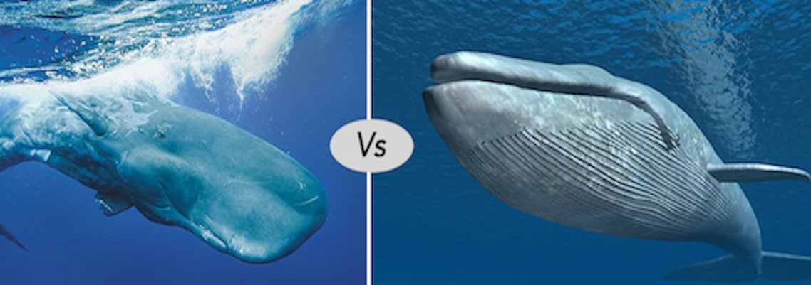 Blue whale vs Sperm Whale difference and fight comparison - Discover animal