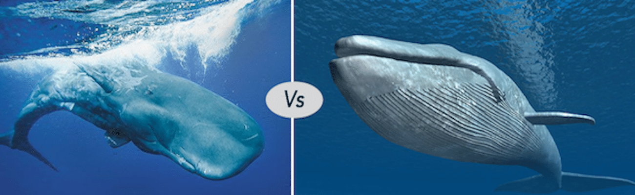 Blue whale vs sperm whale