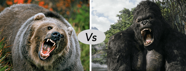 Grizzly bear vs Gorilla Fight comparison- who will win? 