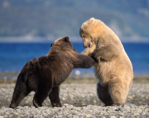 Polar Bear Vs Grizzly Bear Fight Comparison Who Will Win