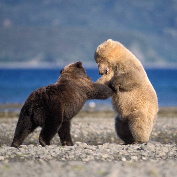 Polar Bear vs Grizzly bear