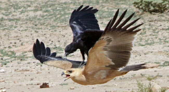 crow vs eagle