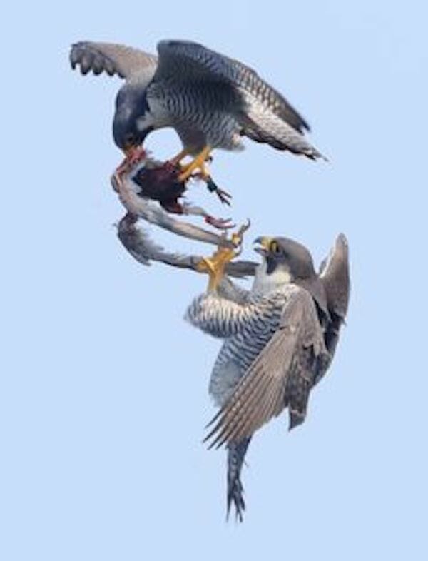 hawk vs falcon