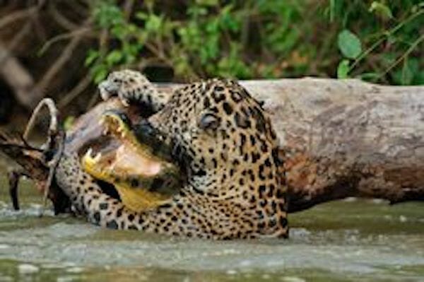 jaguar-vs-leopard-fight-comparison-who-will-win-discover-animal