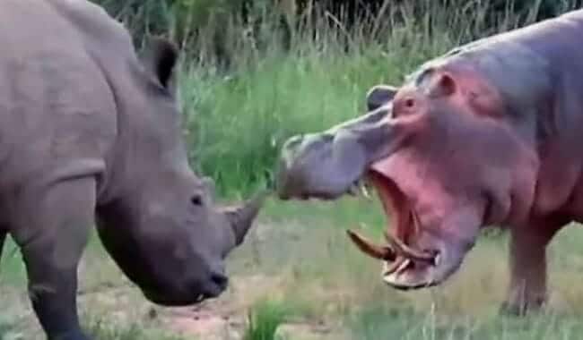 Hippo vs rhino fight