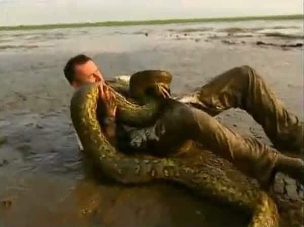 Anaconda suffocating a human being