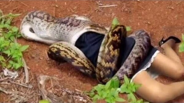 Can An Anaconda Swallow A Fully Grown Human Being