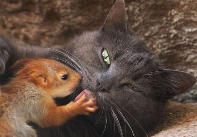 Squirrel vs Cat