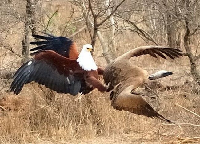 Eagle vs Vulture