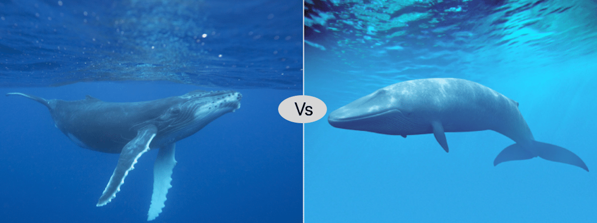 blue whale vs humpback whale fight
