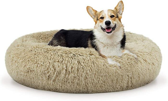 mypillow dog bed stores