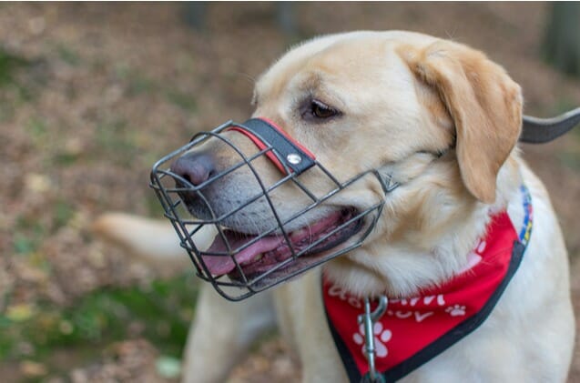 Best Labrador mouth guard muzzles