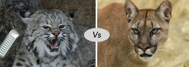 Bobcat vs cougar