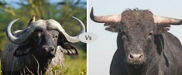Bull vs Buffalo fight