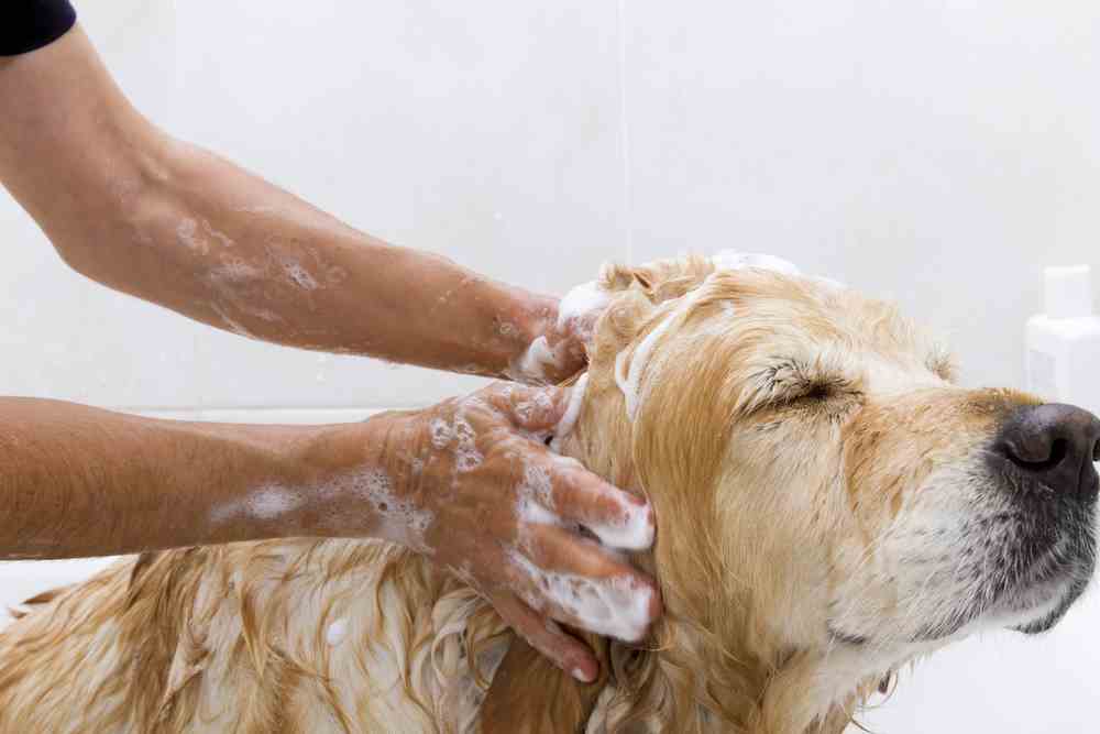 Can we use human shampoo on dogs