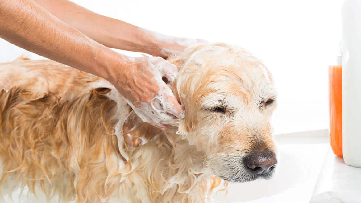 how to shampoo dog